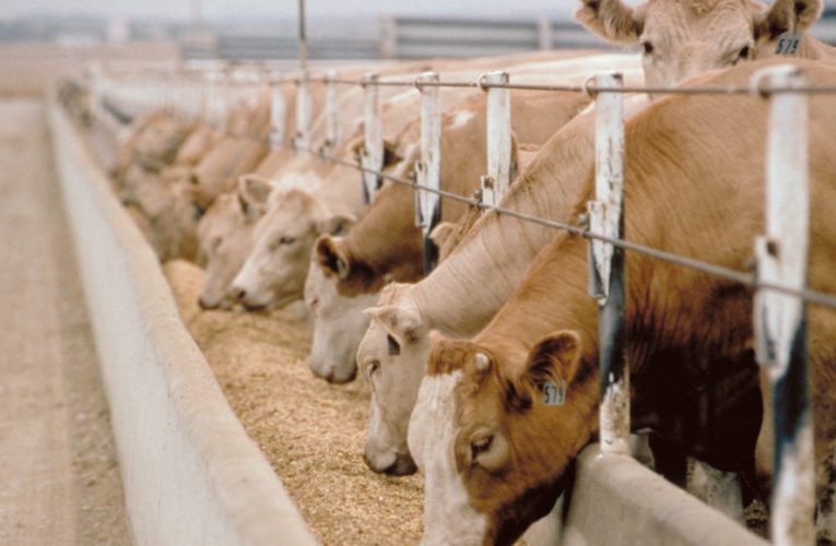 Alimentação de qualidade alavanca o processo de confinamento bovino