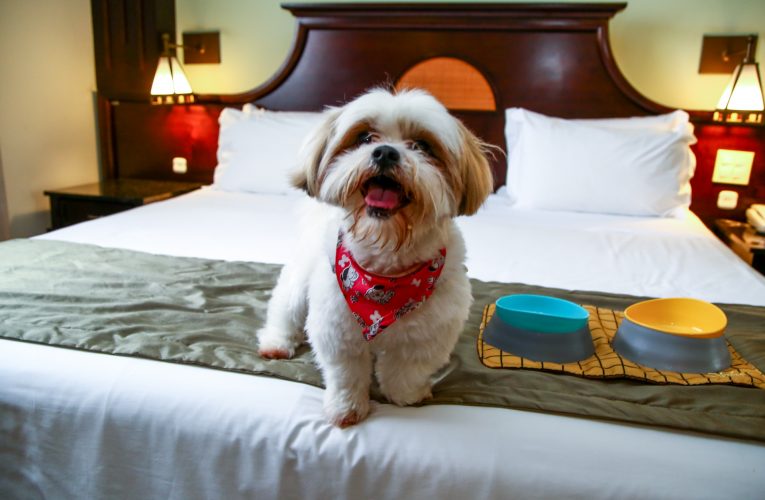 Hotéis pet friendly são opções para viagem durante a pandemia