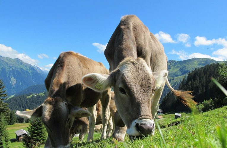 Nutrição de bovinos: pastagem e suplementação são complementares na dieta