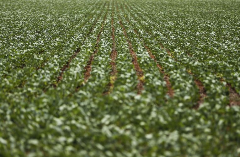 Produção agrícola pode atingir R$ 1 trilhão até o fim do ano