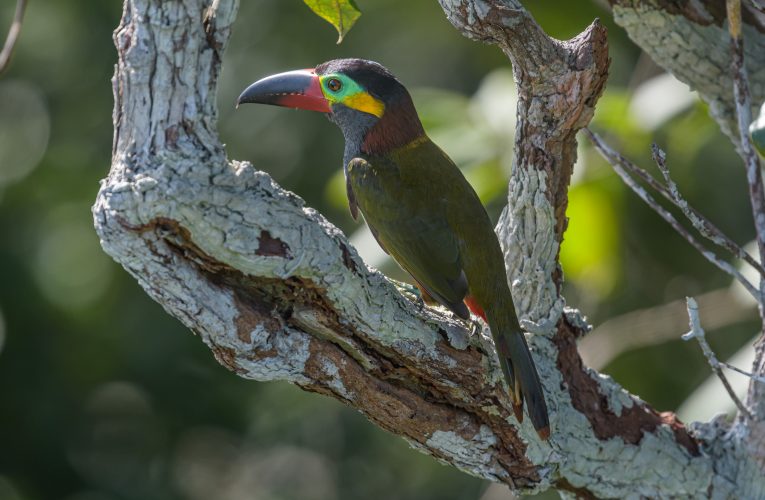 Websérie revela segredos e curiosidades das aves amazônicas