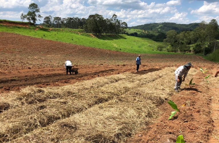 Grupo gastronômico implanta projeto para o desenvolvimento de sistemas agroflorestais