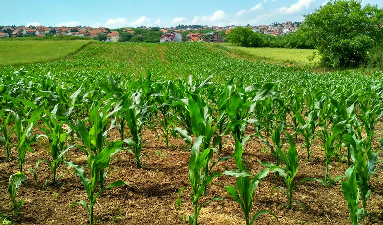 Governo aprova ações para o estímulo ao plantio de milho