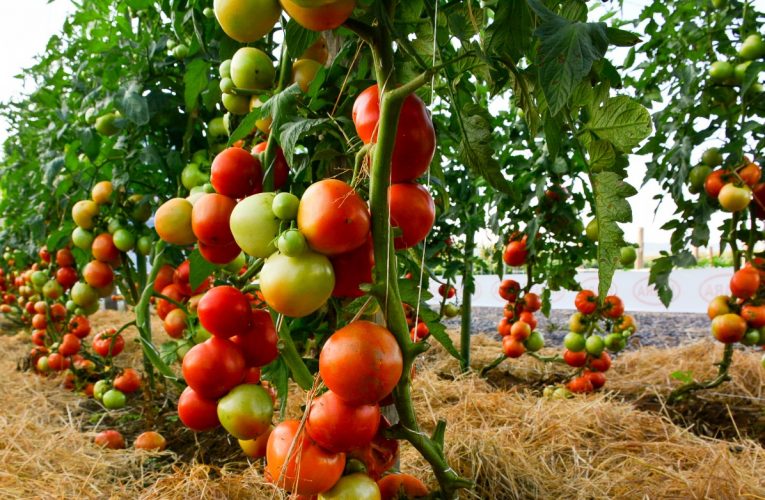 Melhoramento genético pode gerar alimentos mais nutritivos e evitar desperdício