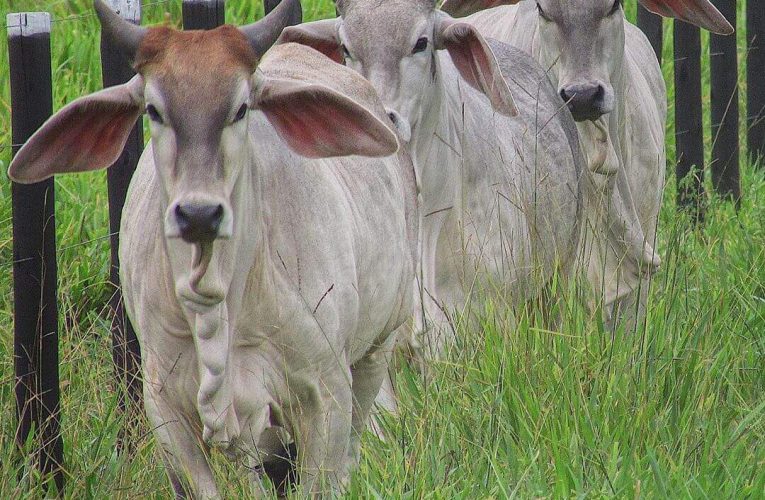 Propriedade rural que aplica cuidados no uso da ureia evita a intoxicação gado