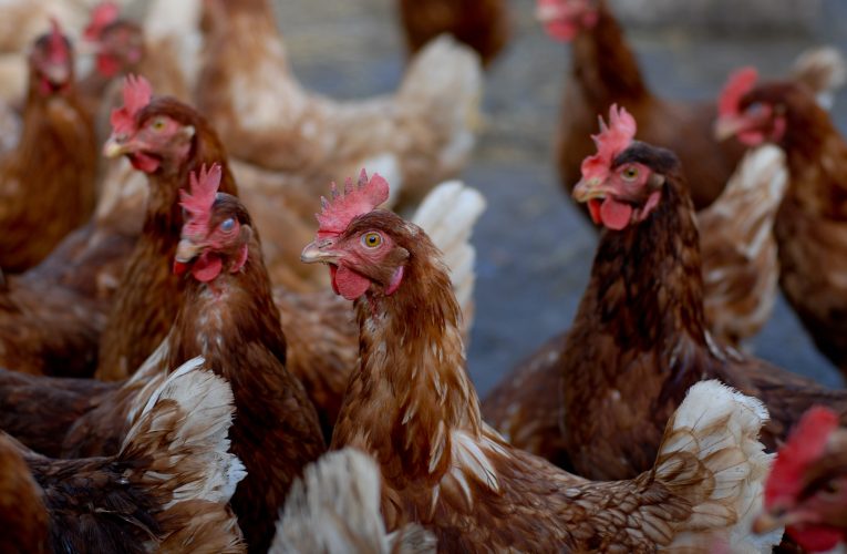 Com inovação e sustentabilidade, protagonismo feminino ganha destaque no Dia da Avicultura