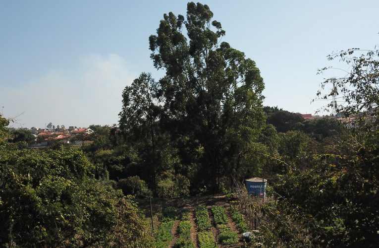 Hortas urbanas integram novo plano de segurança alimentar em Campinas