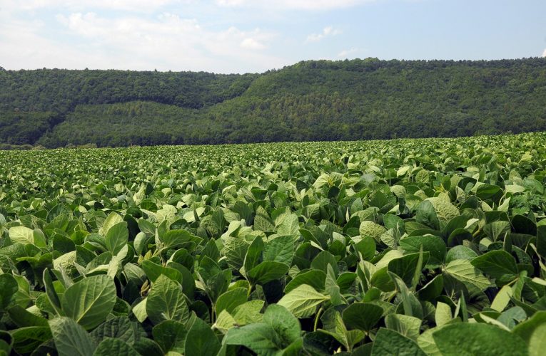 Setor da soja ganha nova solução para o manejo de nematoides