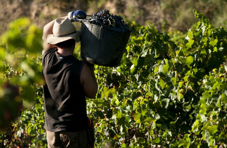 Brasil está entre os 15 maiores mercados atrativos para a indústria de vinho