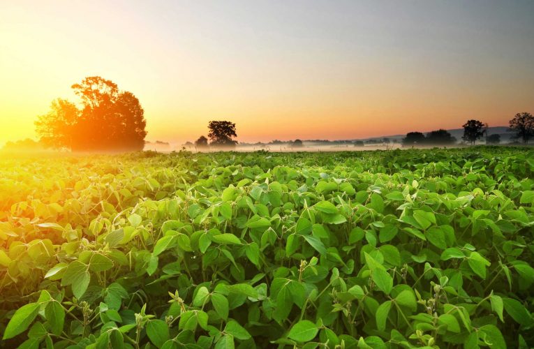 Governo define novas regiões para o cultivo da canola