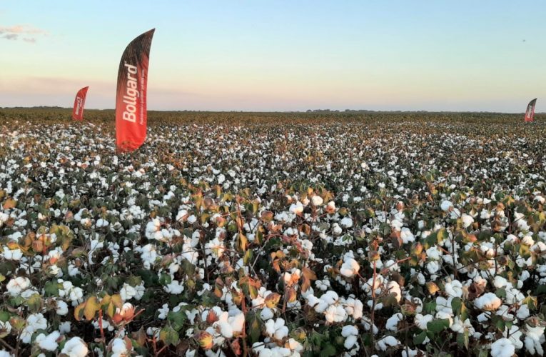 Produção responsável do algodão leva sustentabilidade do campo ao guarda-roupa