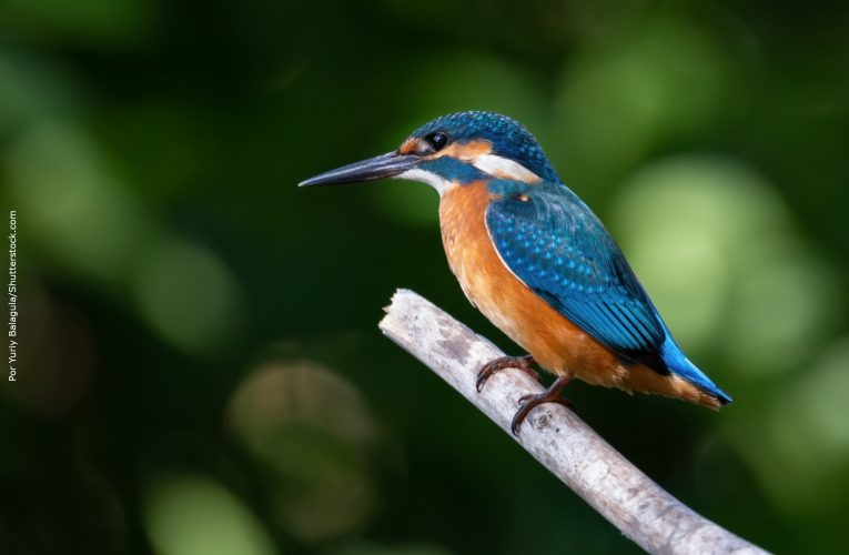 Arie Halpern: biodiversidade precisa de metas para reverter extinção de espécie