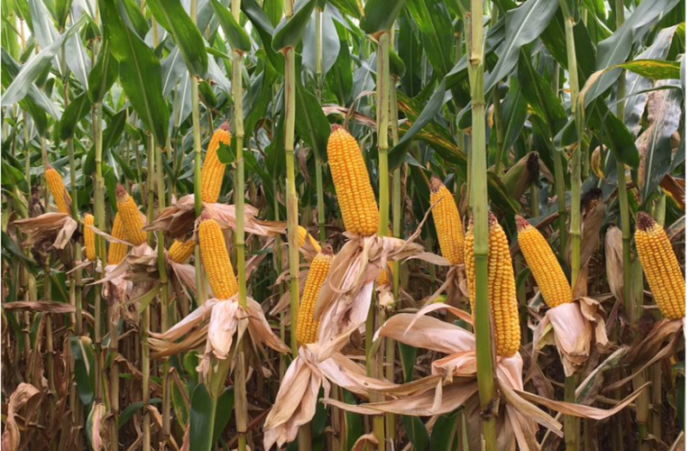 Bayer realiza semana especial para debater a produção de milho no Brasil