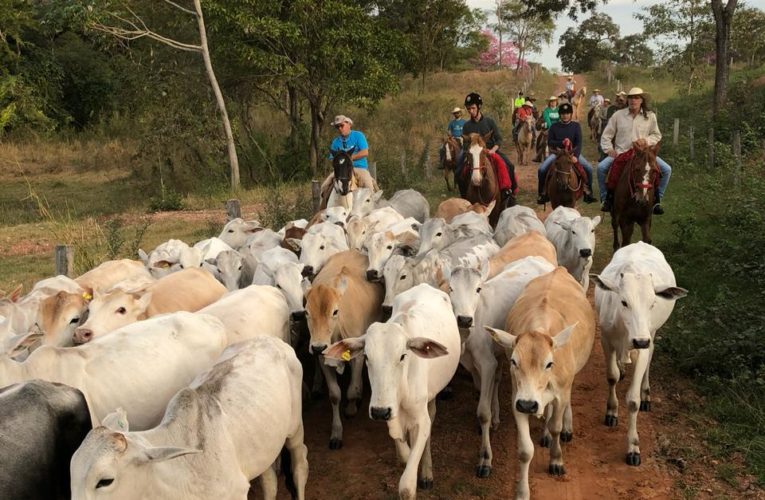 Pantanal: visitantes se surpreendem com os cenários e cotidiano reais da novela