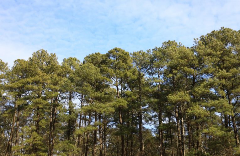 Fornecedores logísticos reduzem impacto ambiental com o plantio de mudas nativas