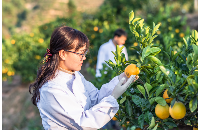 Limpeza da colheita: boas práticas no manuseio de frutas e hortaliças