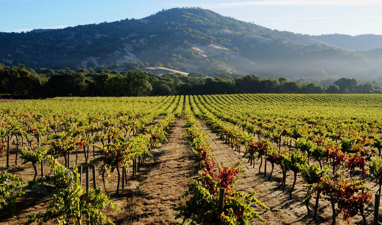 Premiação britânica reconhece vinícola chilena e californiana com “Green Award”