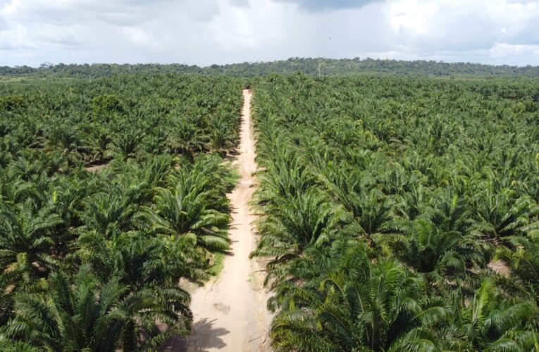 Grupo BBF desenvolve “Pré-Sal Verde” na Amazônia