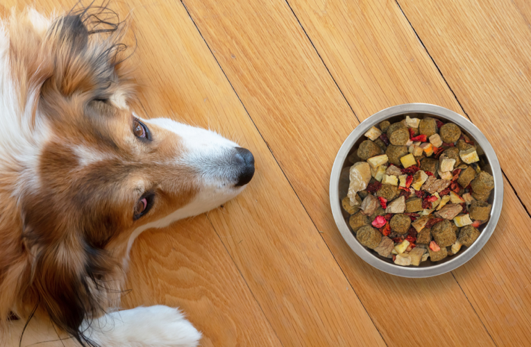 Alimentação é o segmento que mais fatura no setor pet