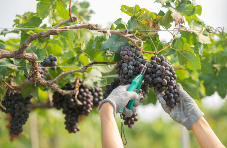 Vinícolas argentinas têm pior colheita em 30 anos