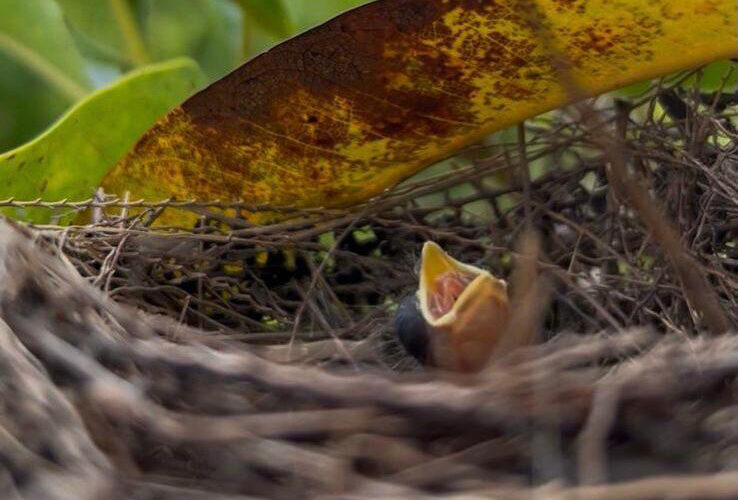 Reserva ambiental em Minas Gerais registra primeiro nascimento de bicudo na natureza